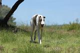 GREYHOUND 110